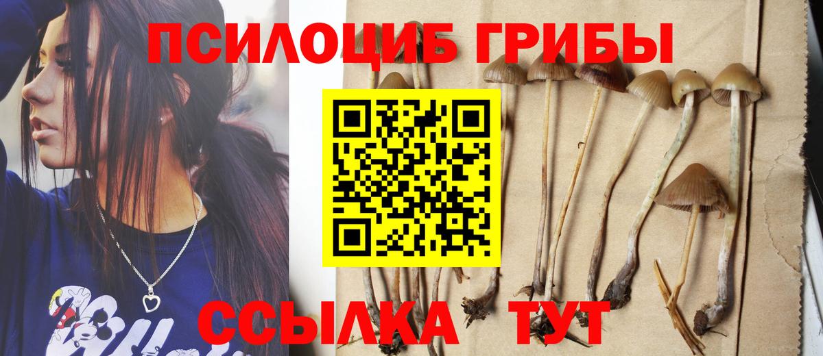 Псилоцибиновые грибы Psilocybe Вичуга
